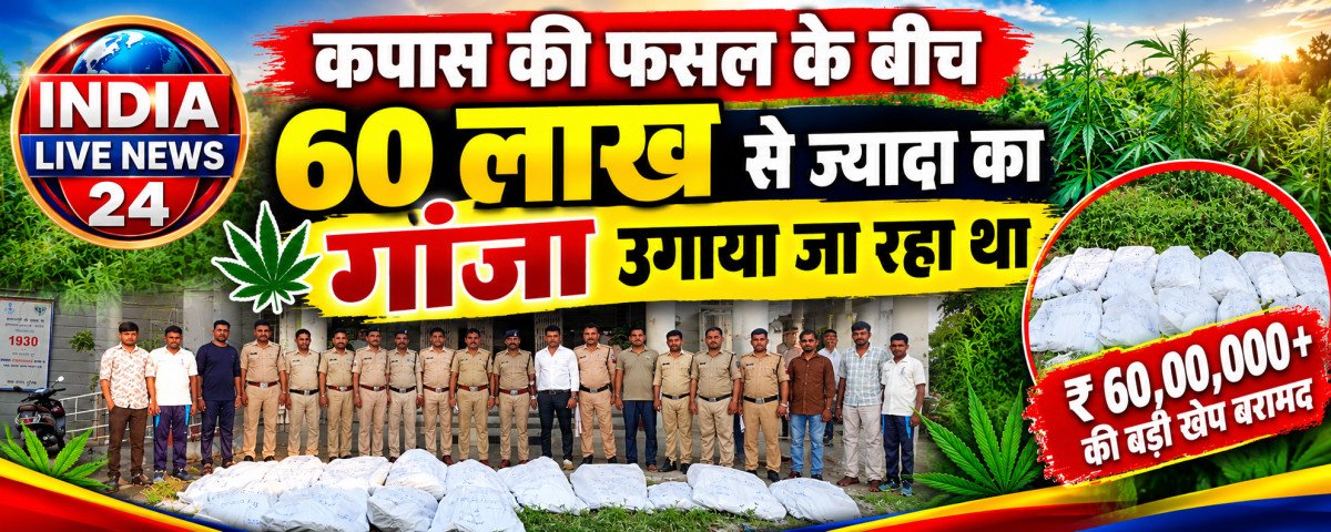झाबुआ में कपास के खेतों के बीच चल रही थी गांजे की खेती: पुलिस ने दो अलग-अलग कार्रवाई में 60 लाख से अधिक का 607 किलो अवैध गांजा किया जब्त