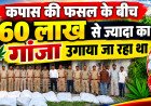 झाबुआ में कपास के खेतों के बीच चल रही थी गांजे की खेती: पुलिस ने दो अलग-अलग कार्रवाई में 60 लाख से अधिक का 607 किलो अवैध गांजा किया जब्त