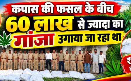 झाबुआ में कपास के खेतों के बीच चल रही थी गांजे की खेती: पुलिस ने दो अलग-अलग कार्रवाई में 60 लाख से अधिक का 607 किलो अवैध गांजा किया जब्त