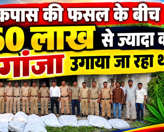 झाबुआ में कपास के खेतों के बीच चल रही थी गांजे की खेती: पुलिस ने दो अलग-अलग कार्रवाई में 60 लाख से अधिक का 607 किलो अवैध गांजा किया जब्त